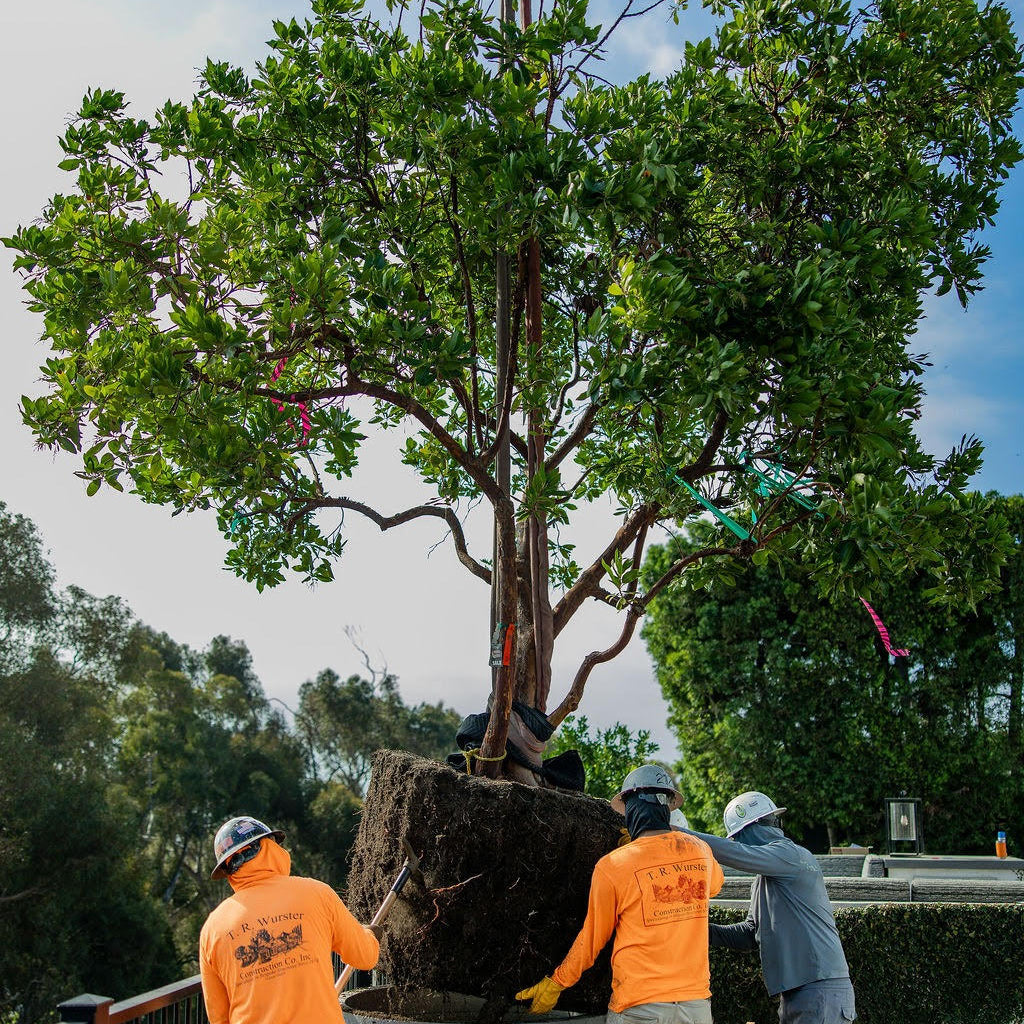 Heavy Lifts, Precise Placement: Solving Complex Jobsites with the Right Equipment